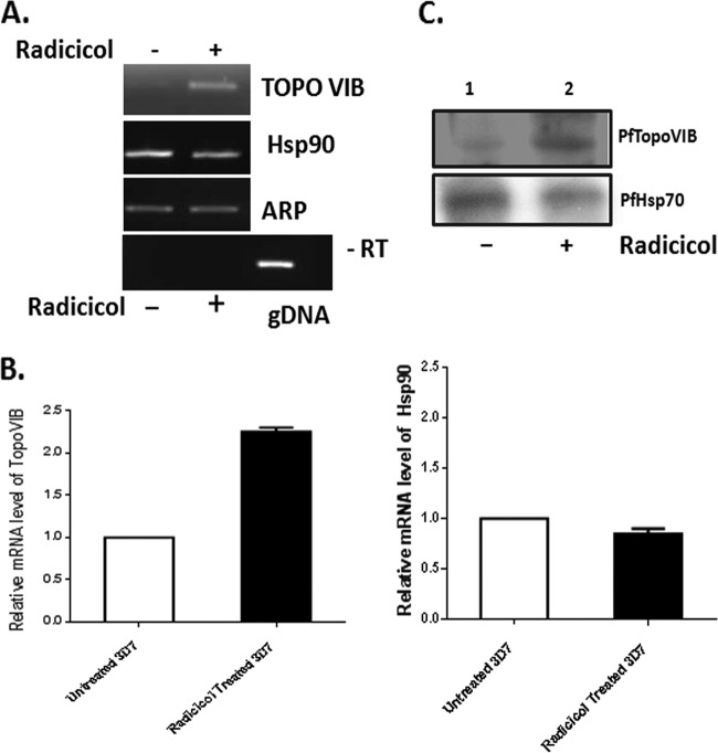 FIG 6