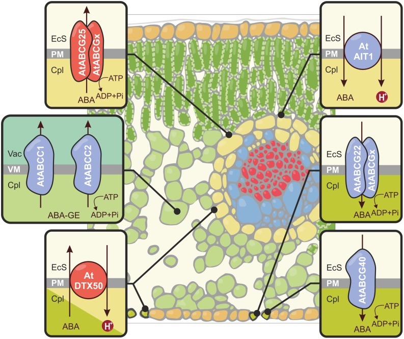 FIGURE 1