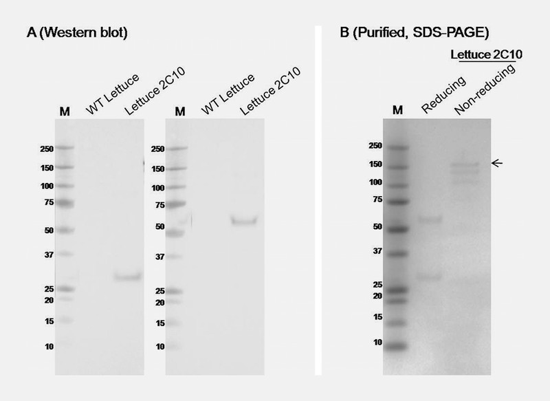 Fig. 4