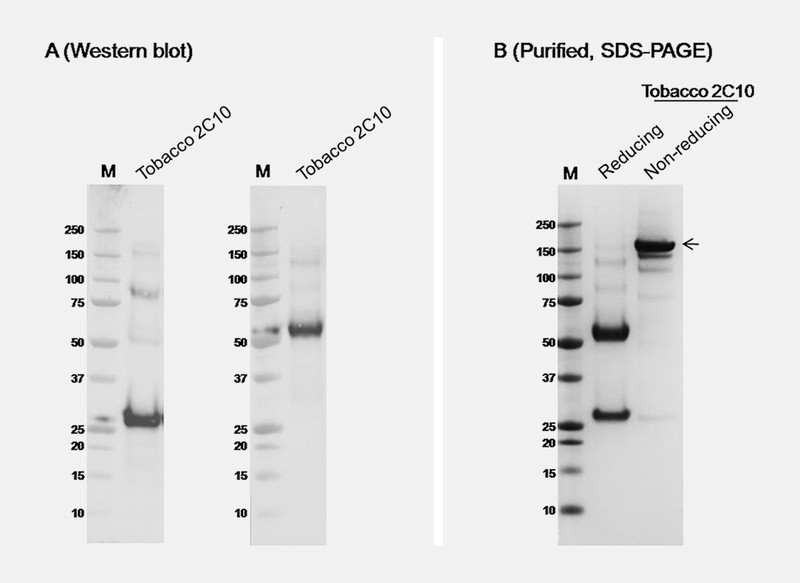 Fig. 3