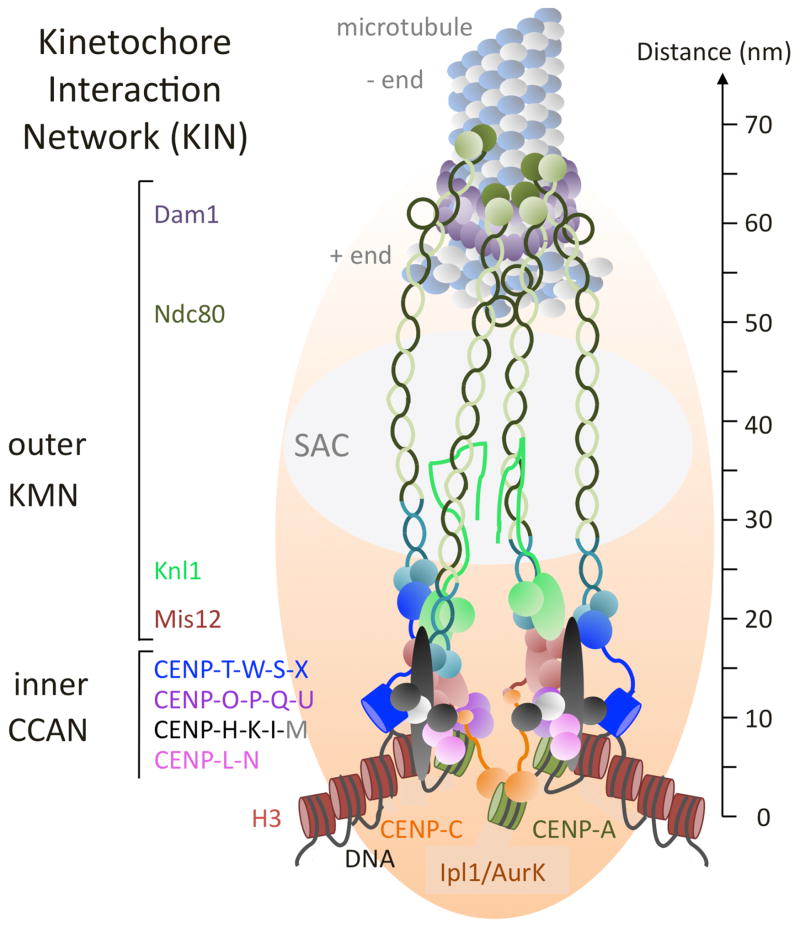 FIG. 1