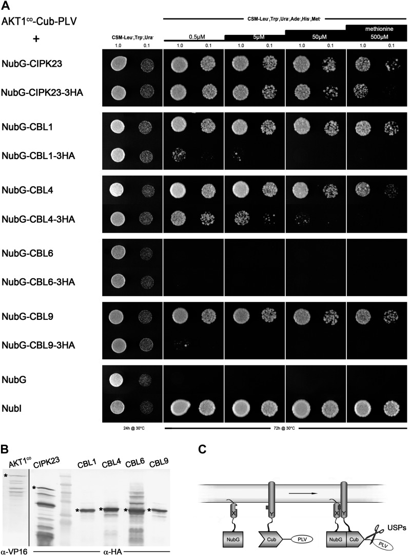 Figure 2.