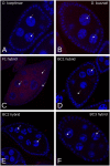 Fig 5