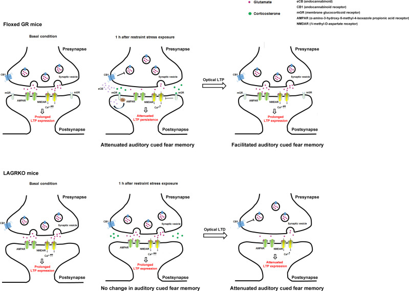 Figure 6—figure supplement 1.