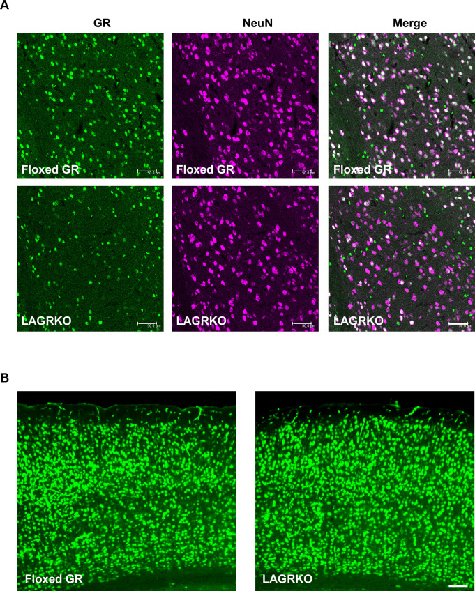 Figure 2—figure supplement 1.