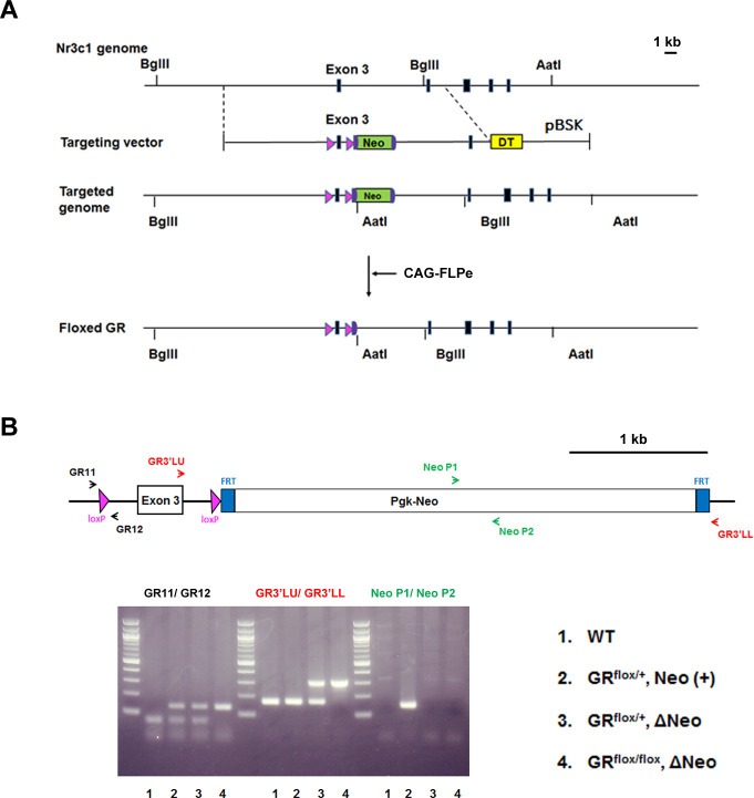 Figure 1—figure supplement 1.