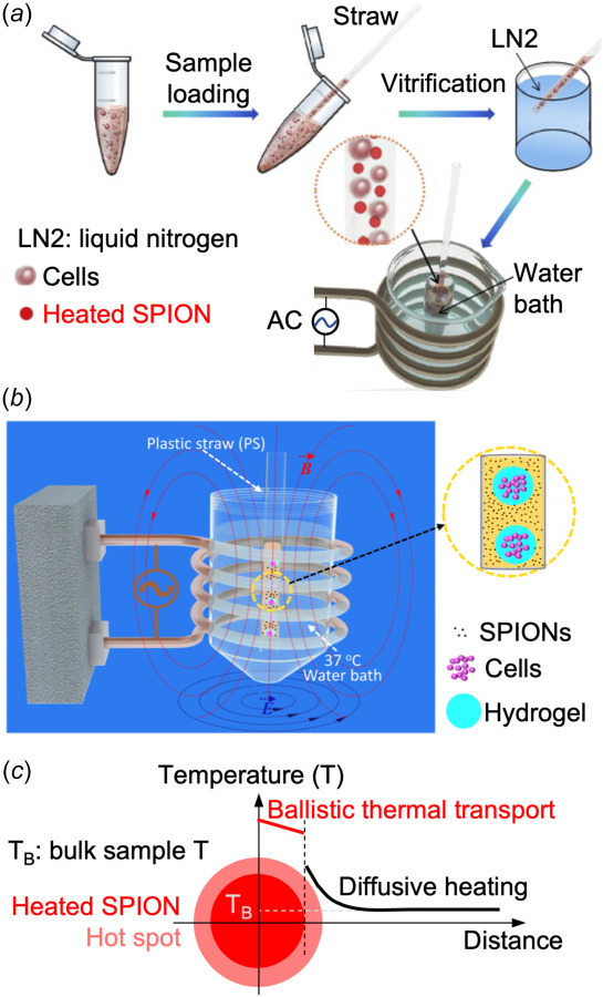 Magnetic heating of SPIONs for nanowarming. (a) A schematic illustration of the procedure of preparing human umbilical cord matrix mesenchymal stem cells for cryopreservation by vitrification using a plastic straw with SPION-mediated magnetic induction heating for warming, (b) A schematic illustration of using hydrogel micro-encapsulation of cells to eliminate direct contact between cells and SPIONs for warming the cryopreserved hydrogel-cell constructs, and (c) A schematic illustration of the hot spot generated around a SPION during magnetic heating, due to ballistic thermal transport within the nanoparticle and Fourier diffusive heating in the adjacent medium. The sketches in (a) and (b) are reproduced with permission from Wang et al. [125] (Copyright 2016 Acta Materialia Inc. by Elsevier) and Liu et al. [127] (Copyright 2018 by American Chemical Society), respectively, with modification.