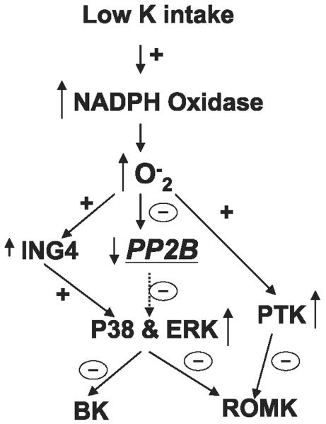 Fig. 8