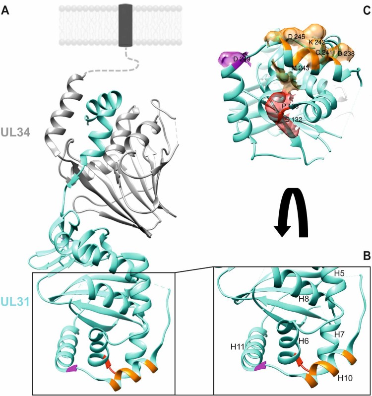 FIG 1