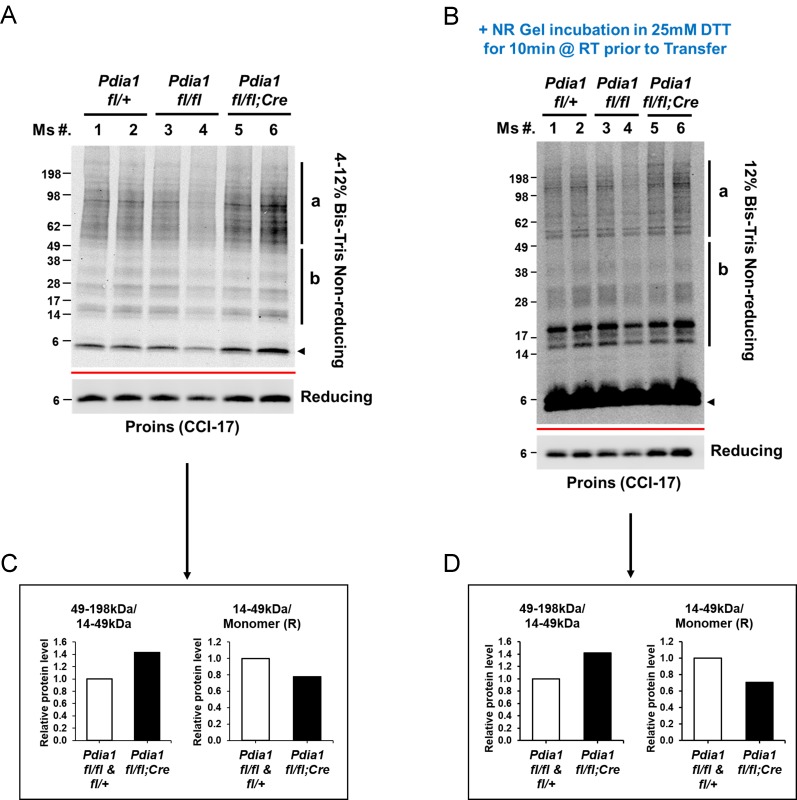 Figure 5—figure supplement 1.