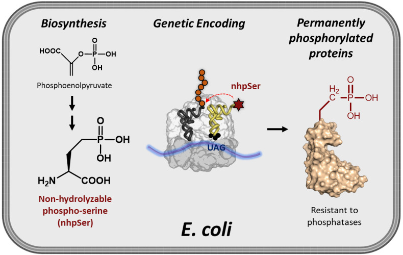 graphic file with name BioProtoc-13-21-4861-ga001.jpg