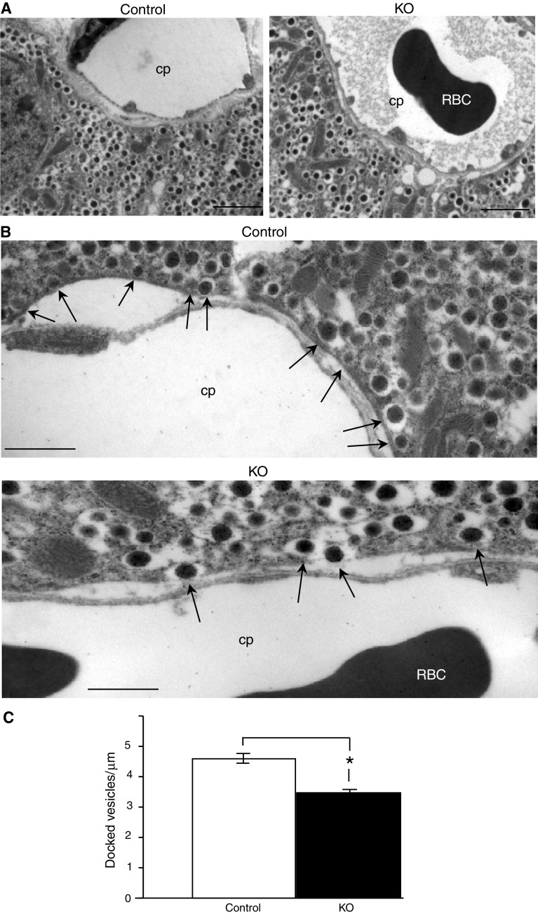 Fig. 6