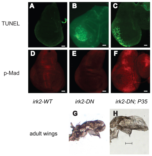 Fig. 8.