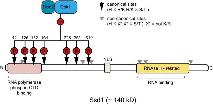 Figure 19 