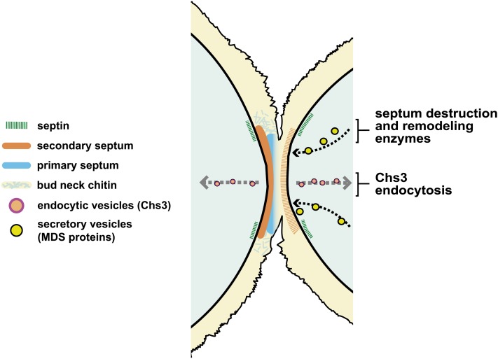 Figure 4 