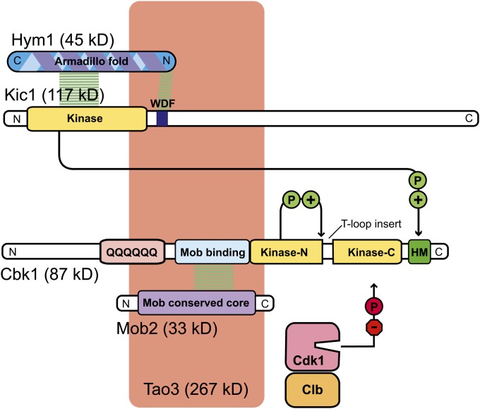 Figure 13 