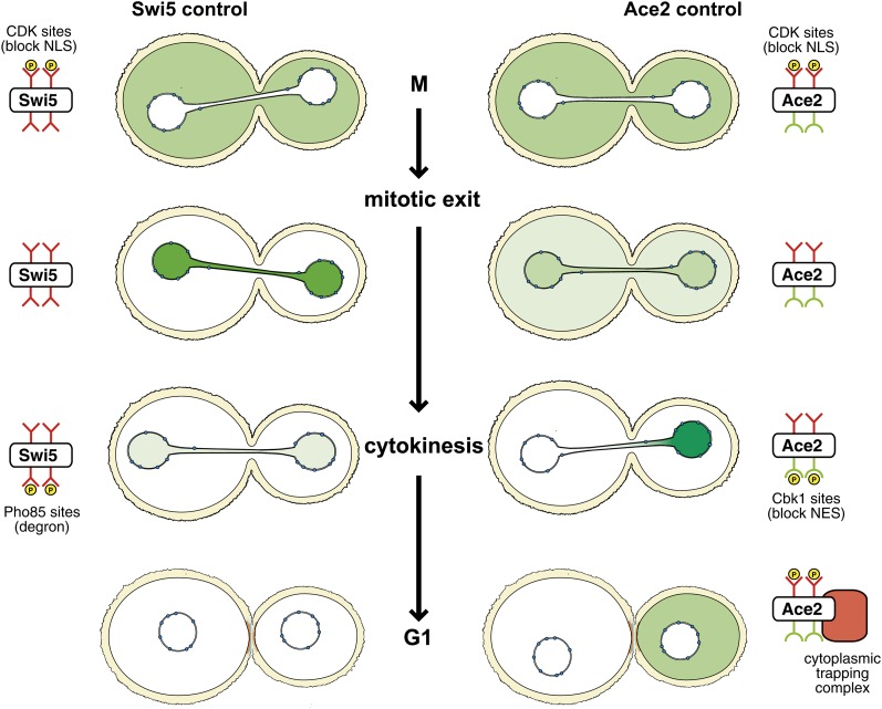 Figure 16 