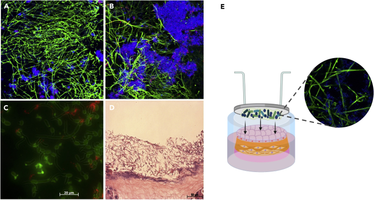 Figure 3