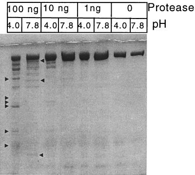 FIG. 6