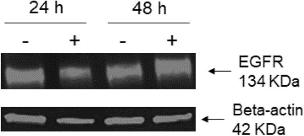 Fig. 12