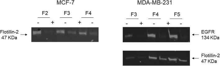 Fig. 11