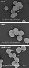 FIG. 6.