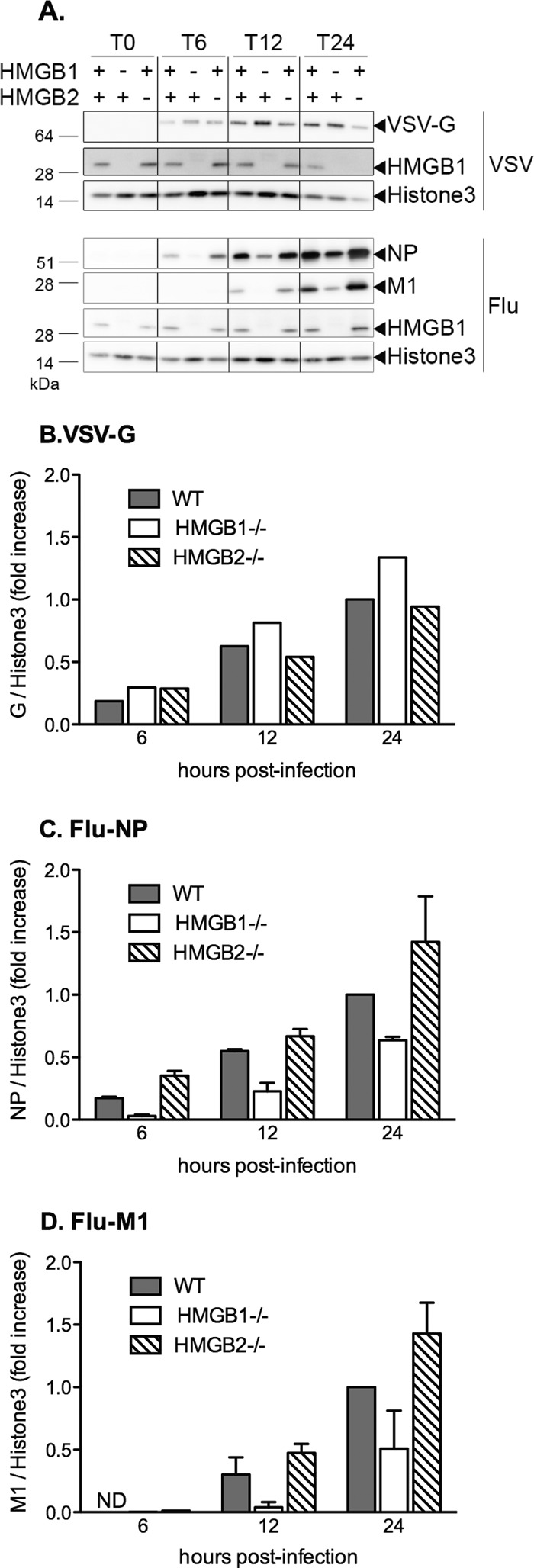 Fig 7