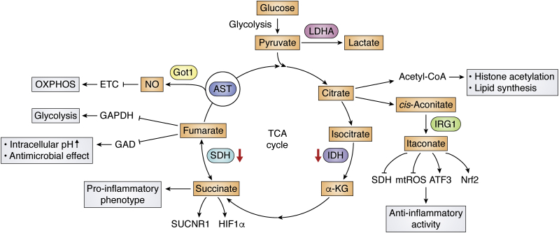 Figure 1