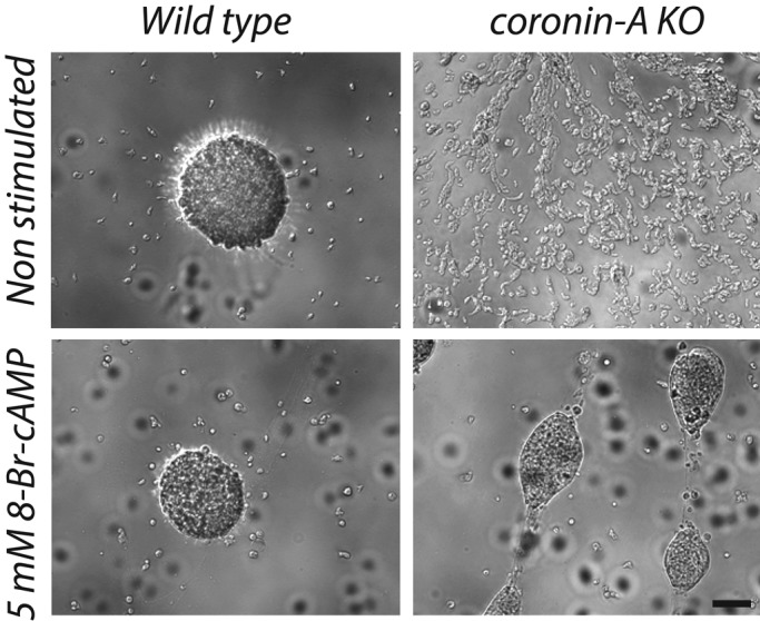 FIGURE 5: