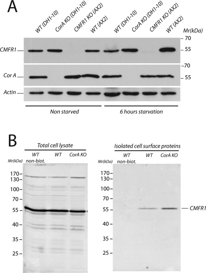 FIGURE 7: