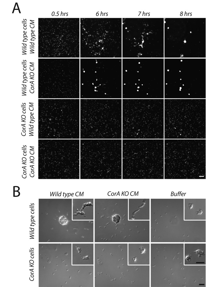 FIGURE 6: