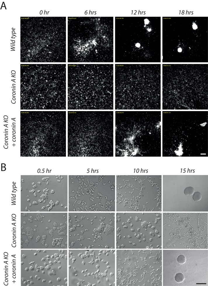 FIGURE 1: