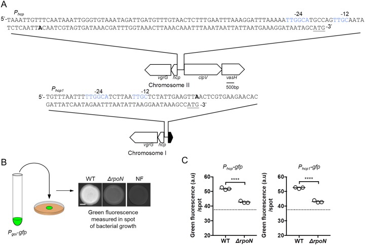 FIG 1