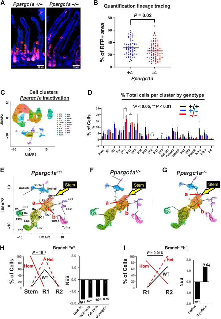 Figure 2. Genetic inactivation of Ppargc1a in Lgr5 cells: A, Suppressed lineage tracing from Lgr5hi cells by homozygous inactivation of Ppargc1a in Lgr5cre:er-GFP, Ppargc1aF/+ or −/−, Rosa26tom mice fed AIN76A diet, 3 days after a single TAM injection. B, Quantification of lineage tracing. N = 2 mice for each genetic group. C, Cluster map and cell types (nine scRNA-seq libraries). D, Epithelial cell distribution in clusters/lineages in WT mice or with heterozygous or homozygous Ppargc1a inactivation targeted to Lgr5hi cells; shown are stem cells, Replicating cells (R1, R2), Dividing cells (Div), multiple enterocyte populations (EC), Goblet, Enteroendocrine (EE1, EE2), Paneth and Tuft cells and a minor unknown population that could not be aligned with markers (UK). E–G, Trajectory analysis from scRNA-seq of total intestinal epithelial cells from WT mice or 3 days after heterozygous or homozygous Ppargc1a inactivation: yellow arrow, Stem cell cluster; abbreviations as in C and D. H and I, Cell type distribution at branch point “a” and “b”, respectively (red arrows in E–G) of WT, het and hom inactivation of Ppragc1a and GSEA of pathways of Ppargc1a−/− compared with WT mice at those branch points (numbers are P values). For C–I, N = 3 mice for each genetic group.