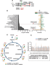 Figure 3. Rapid reprogramming of cells by dietary shift: A, Mice fed AIN76A for 3 months (Arm1), switched to NWD1 for 4 days (Arm 2), or then switched back to AIN76A for 4 days (Arm 3), total Epcam+, CD45-negative epithelial cells FACs isolated and analyzed by scRNA-seq. B, Pathways significantly altered by rapid dietary shifts and their negative log P value for significance of pathway change. C, Magnitude of change of each pathway under the different dietary conditions; D, TCA cycle genes repressed by switching mice from AIN76A to NWD1 for 4 days and then elevated when mice switched back to AIN76A control diet for 4 days. E, Altered expression of each gene in the Oxphos pathway by 4-day shift from AIN76A to NWD1, and response of each to subsequent switch back to AIN76A for 4 days. For A–E, N = 3 mice for each arm in A.