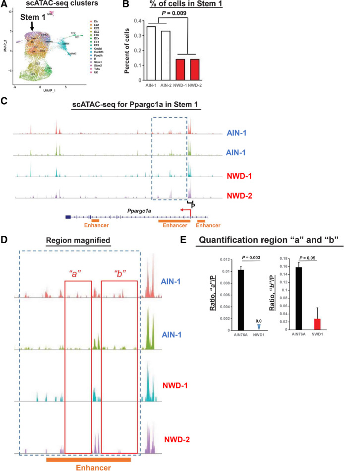 Figure 7. scATAC-seq data, stem cells: A, Clusters from the scATAC-seq data. B, Per cent Stem 1 cells in mice fed AIN76A or NWD1 based on the scATAC-seq data. C, scATAC-seq data for the Ppargc1a gene in the Stem 1 cluster. Box delineates region of diminished peaks in NWD1 compared with AIN76A fed mice, and P denotes the promoter region. D, Boxed region in C expanded, with “a” and “b” denoting areas within this region where peaks in AIN fed mice are substantially diminished in NWD1 fed mice. E, Quantification of reads in regions a and b relative to reads at the promotor for mice fed the different diets; statistical analysis by a Poisson regression on aggregated read counts over all cells per mouse, normalized by coverage per sample in the promoter region of Ppargc1a. E, Mean ± SD. For A–E, N = 2 mice for each dietary group.