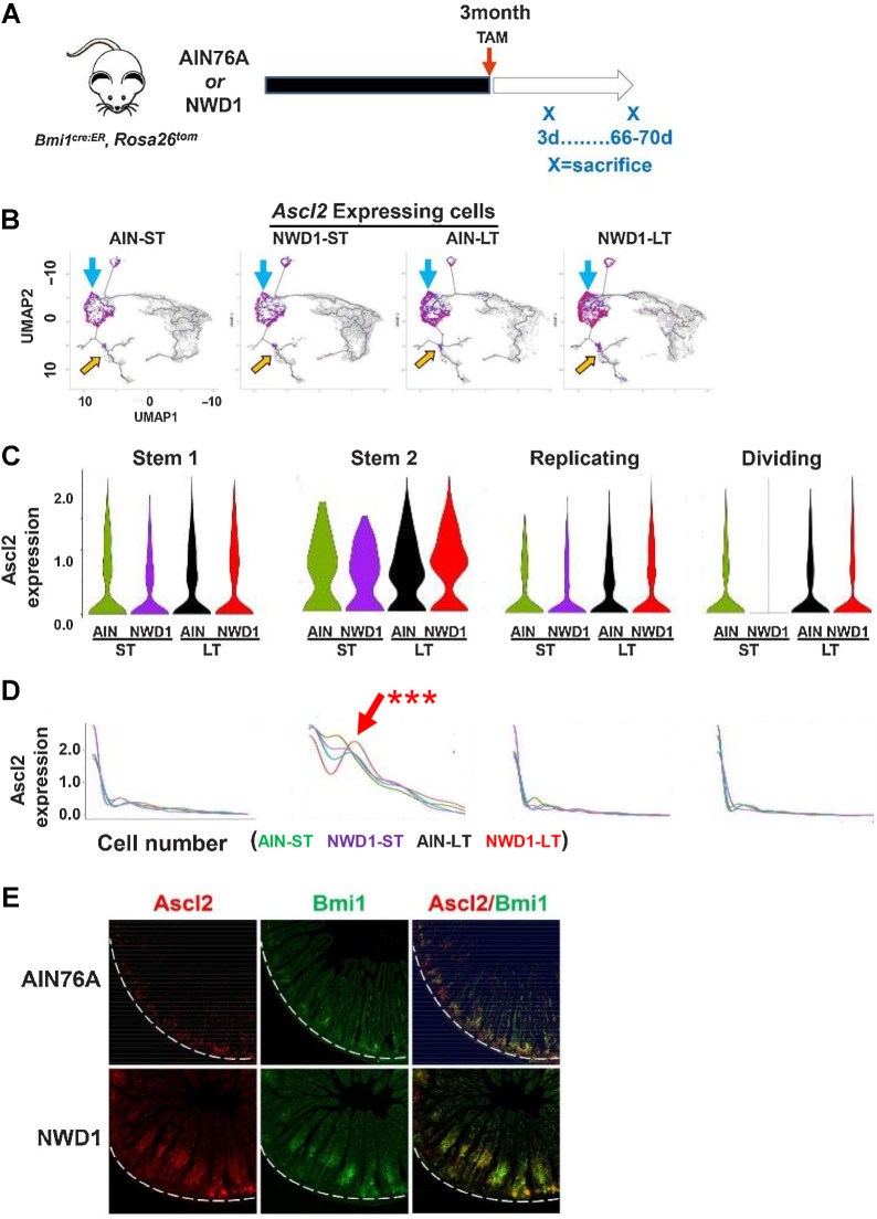 Figure 4. scRNA-seq of Bmi1+ intestinal epithelial cells in response to diet: A, Rosa26tom marked Epcam+, CD45-negative epithelial cells FACs isolated from Bm1cre:er, Rosa26tom mice fed AIN76A or NWD1 for 3 months, then sacrificed at 3 or 66–70 days after TAM injection to activate the Rosatom marker (shorter, longer term, respectively) and analyzed by scRNA-seq (N = 2 for each group). B, Cell trajectory analysis as a function of diet and time after marking by TAM injection: Blue arrows, Ascl2 expressing cells among stem and progenitor cells; or yellow arrows, in goblet and enteroendocrine cells. C and D, Expression of Ascl2 per cell in Stem1, 2, Replicating and Dividing cell clusters: red arrow in D for Stem 2 cells is a population that expressed Ascl2 at a higher level. *** This was highly significant by a likelihood ratio test (P = 0.01), by a negative binomial regression-negative binomial mixed-effect model, with regression and fit using R functions glm.nb and glmer.nb, respectively (84), assuming each cell as independent, and number of Ascl2 reads for each cell as response. Furthermore, Ascl2 expression for NWD1-LT differed significantly from the other three groups (P = 0.002) by post hoc analysis by a similar negative binomial, and the potential that the difference between NWD1-LT and the other groups was random was P = 0.11, tested by a negative binomial mixed-effect model with mice per dietary group treated as random effects, indicating the alternate hypothesis that effects were random is false. E, Ascl2 and Bmi1 expression by ISH in mice fed diets for 3 months: white dotted lines demark the crypt base. For each of the four diet-timepoint groups analyzed in A–D, N = 2 mice per group.