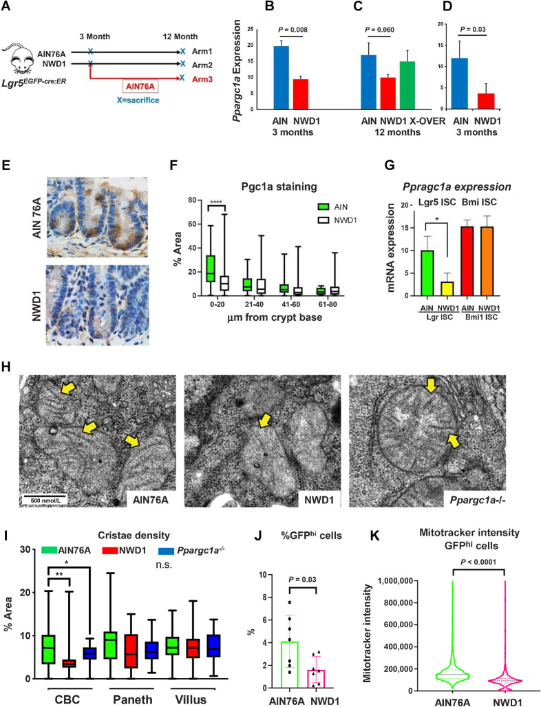 Figure 1. Dietary impact on ISCs: A, Lgr5EGFP.cre:ER mice fed AIN76A or NWD1 for 3 or 12 months from weaning, or NWD1 for 3 months then switched to AIN76A for 9 months (cross-over); B–D, Ppargc1a expression by bulk RNA-seq of Lgr5hi cells of two different mouse cohorts fed either NWD1 or AIN76A for 3 months from weaning (B and D), or for NWD1 or AIN76 for 12 months compared with NWD1 for 3 months and then switched to AIN76A for an additional 9 months (C - Arm 3, A). N-3 mice for each group for each cohort. E and F, Pgc1a IHC and quantitation in crypts of mice fed AIN76A or NWD1 for 3 months. N = 3 mice for each group. G, Ppargc1a expression in Lgr5hi and Bmi1+ cells from bulk RNA-seq analysis of mice fed different diets for 3 months. N = 3 mice for each group. H, Examples of mitochondria in WT mice fed AIN76A or NWD1, or mice fed AIN76A and Ppargc1a homozygously inactivated in Lgr5 cells (800X – yellow arrows indicate examples of cristae). I, Quantitation of mitochondrial cristae density in CBC, Paneth, and villus cells, evaluated at 5,000X magnification. N = 3 mice for each group. J, FACs analysis of Lgr5hi cell number. N = 7 mice for each diet group. K, Mitotracker staining of mice fed AIN76A or NWD1 for 3 months. (*, P < 0.05; **, 0.01; ***, 0.001). N = 7 mice for each group. B, C, D, G, and J, Mean ± SD. F and I, Box and whiskers plot. K, Median ± quartiles.