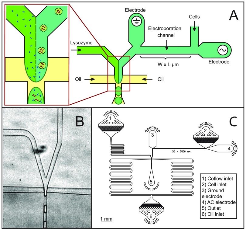 FIG. 1.