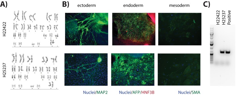 Figure 1—figure supplement 2.