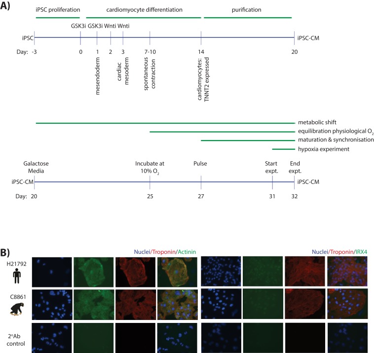 Figure 1—figure supplement 1.