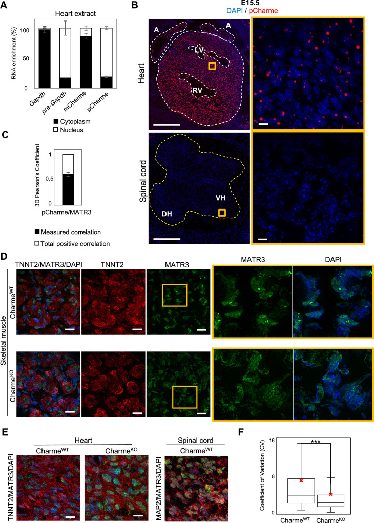 Figure 3—figure supplement 1.