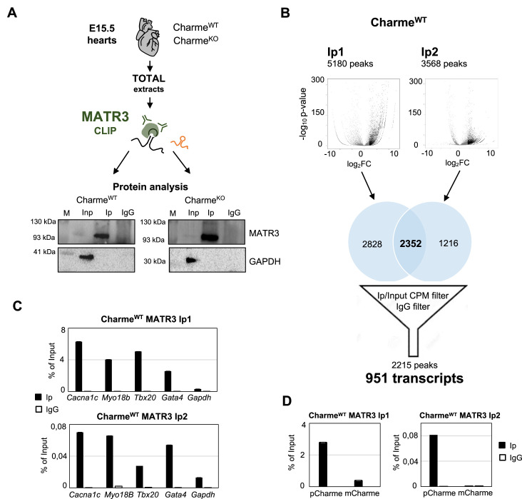 Figure 4—figure supplement 1.