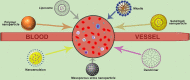 Image, graphical abstract