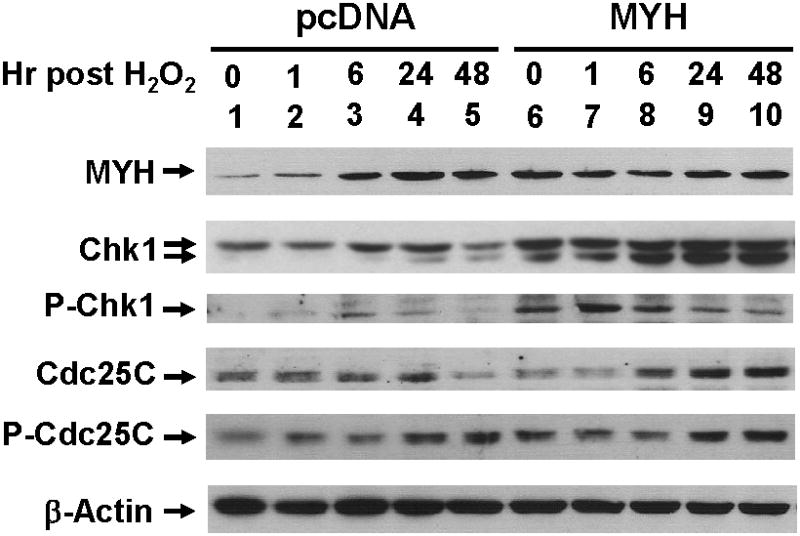 Fig. 8