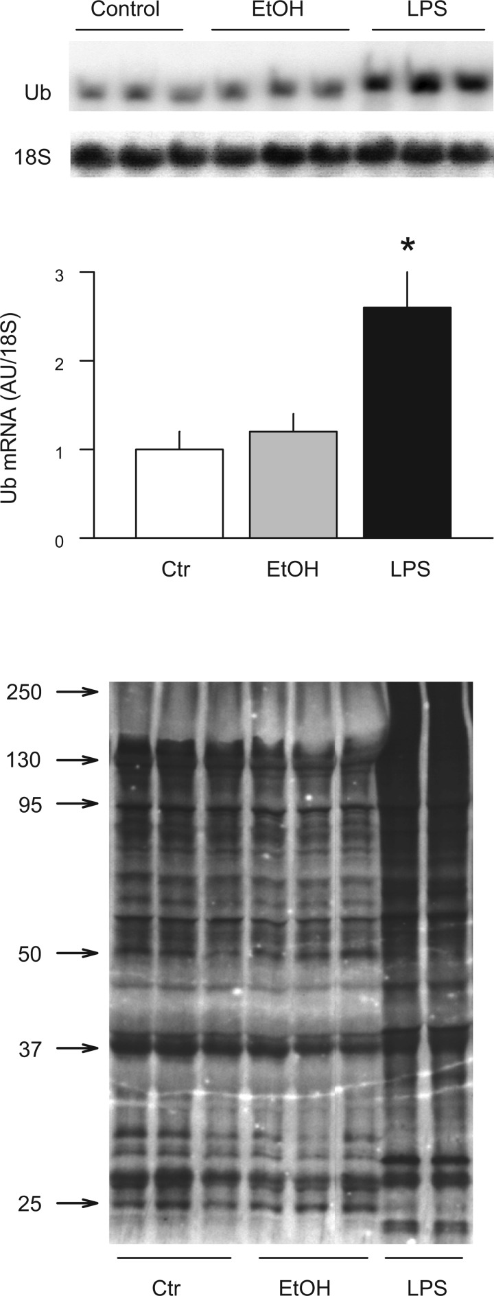 Fig. 10.