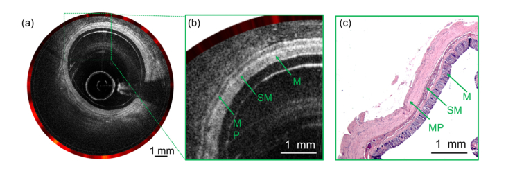 Fig. 6