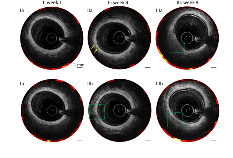 Fig. 3