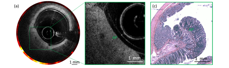 Fig. 8