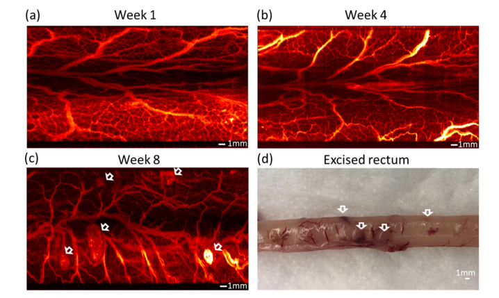 Fig. 2